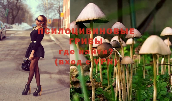 шишки Магас